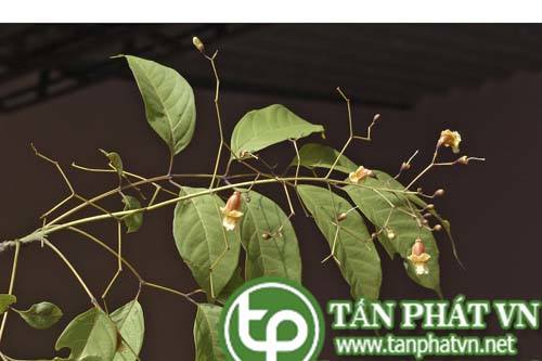 Cây quao có tác dụng hạ sốt