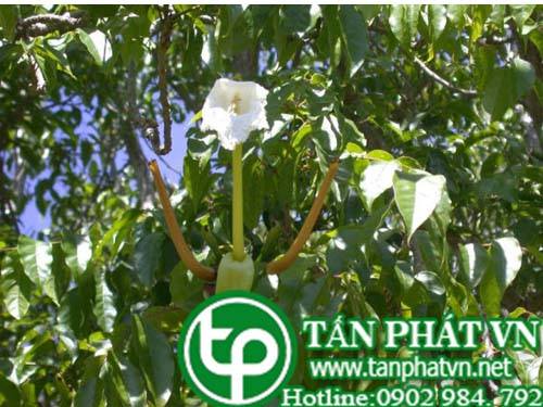 Cây quao nước có tác dụng khử trùng