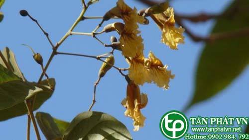 Cây quao vàng trị sốt, trị lỵ và ỉa chảy