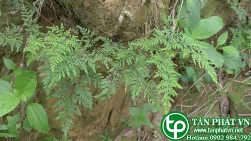 Cây quạt lông dùng làm thuốc trị đòn ngã tổn thương