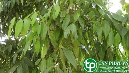 Cây quế bắc bộ chữa thận hư đau lưng