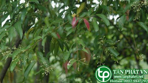 Cây quế bon kích thích tiêu hoá và sát trùng