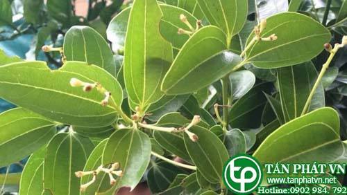 Cây quế chữa đau dạ dày và đau bụng