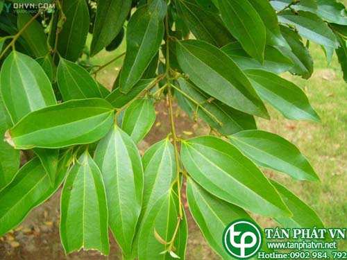Cây quế thanh chữa đau bụng và dạ dày