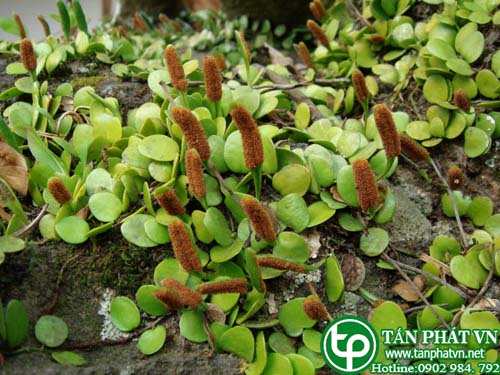 Cây quyết ấp đá giúp thanh nhiệt giải độc