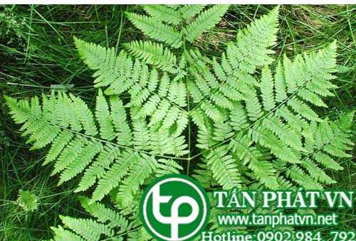 Cây quyết dùng trị viêm khớp xương