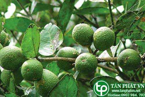 Cây quýt rừng giúp long đờm