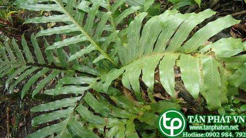 Cây ráng bay chữa phong thấp nhức mỏi