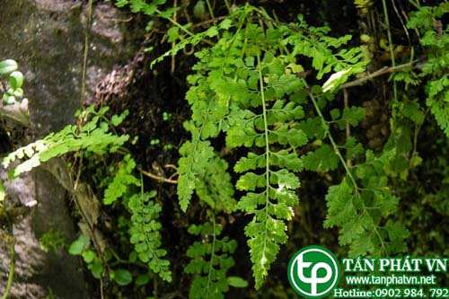 Cây ráng can xỉ lá nhỏ giúp cầm máu