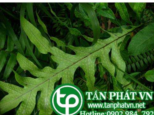 Cây ráng yểm dực cánh trị viêm bàng quang