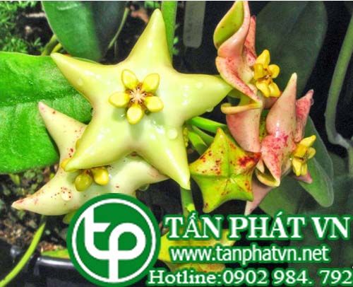 Cây sữa trâu làm thuốc uống lợi sữa