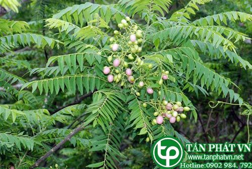 Châm châu trị ghẻ, mụn nhọt,tê thấp