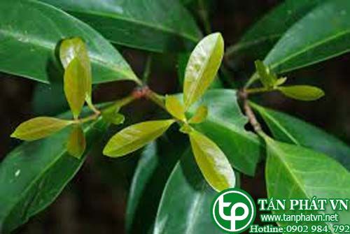 Chân danh nam giúp tiêu hóa, kiên vị