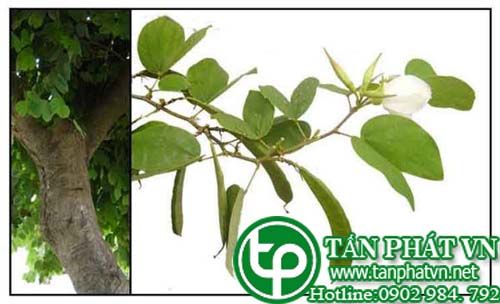 Chân Trâu chữa bệnh gan