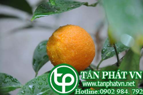 Chanh Kiên chữa nôn ọe, ho khan,sốt cao, co giật