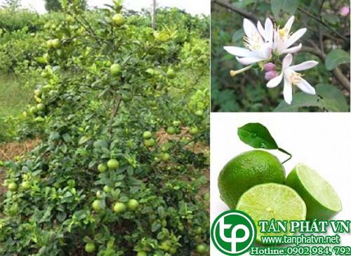 Chanh trị sốt rét, cảm cúm, hen phế quản