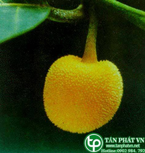 Chay Cúc Phương rễ ăn trầu