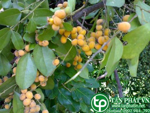 Chay dùng làm thuốc xổ, làm rút mủ mụn nhọt, nứt nẻ