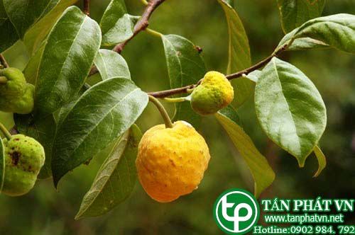 Chay lá bóng trị ho máu, thổ huyết, khạc ra máu, đau họng