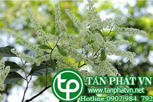 Chè quay tị bện lậu