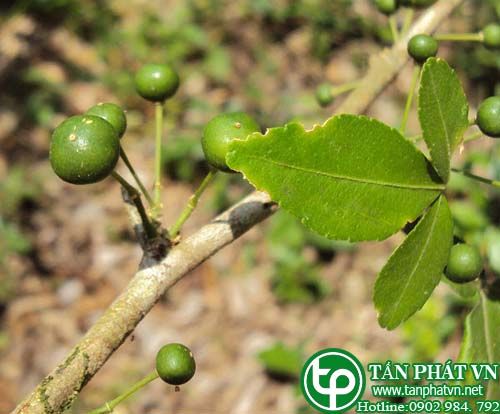 Ché trị sốt ác tính, lây lan, làm thuốc chống độc