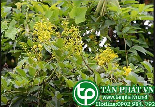 Chiêng chiếng trị bệnh thận và sỏi