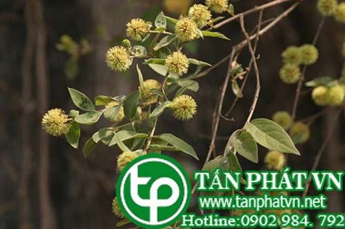 Chò nhai chữa các vết rắn cắn, bò cạp