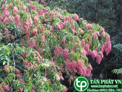 Chò xanh trị bệnh hen, lợi tiểu