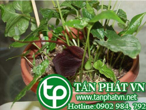 chóc ri trị  động kinh ,ho đờm,nghẹt thở, ho hen