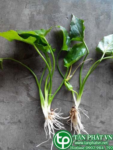 Chóc roi trị viêm khí quản, đởm nhiều