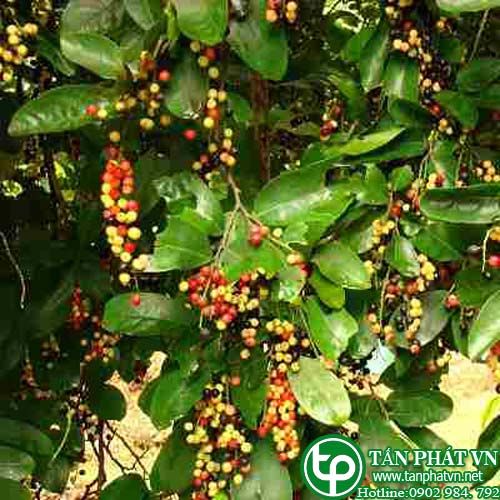 Chòi mòi poilane trị vết thương, sưng đau