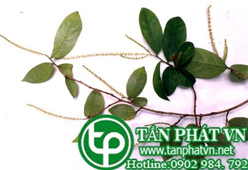 Chòi mòi trắng có vị chua,ăn được