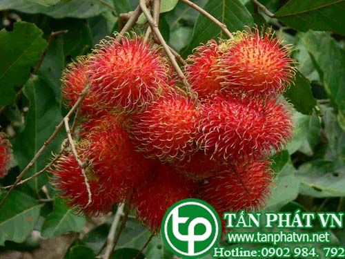 Chôm chôm trị sốt rét, trị giun, trị bệnh lưỡi
