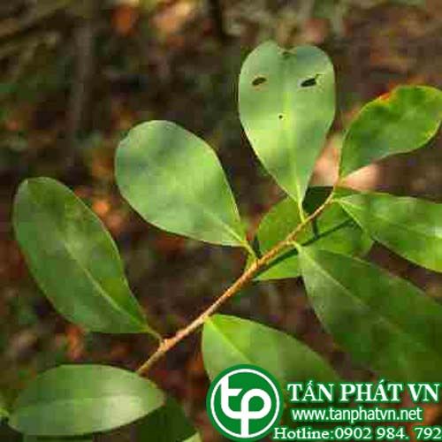 Chua ngút dai trị giun đũa
