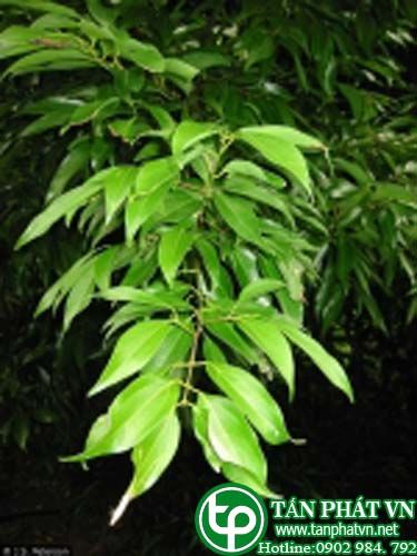 Chua ngút đốm trừ giun, đau răng