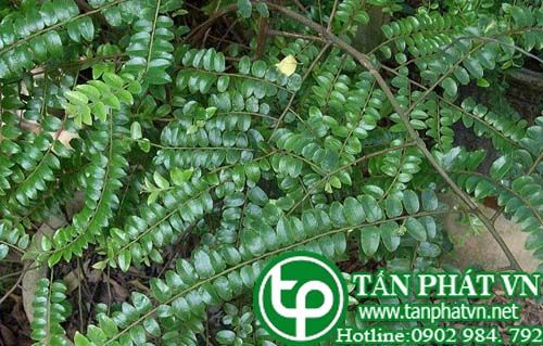 Chua ngút hoa thưa làm thuốc hoạt huyết, bổ thận