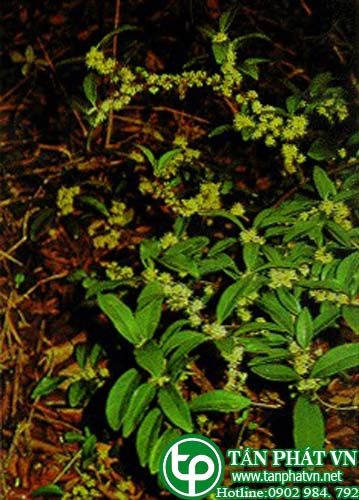 Chua ngút hoa trắng  trị sán, rắn cắn, nôn ra máu