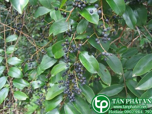 Chua ngút tị vết đốt bò cạp và rắn cắn, trị ho