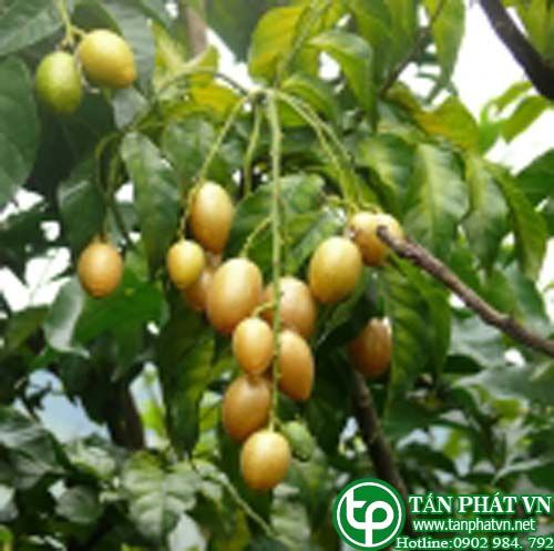Chùm rụm chữa ho ra máu