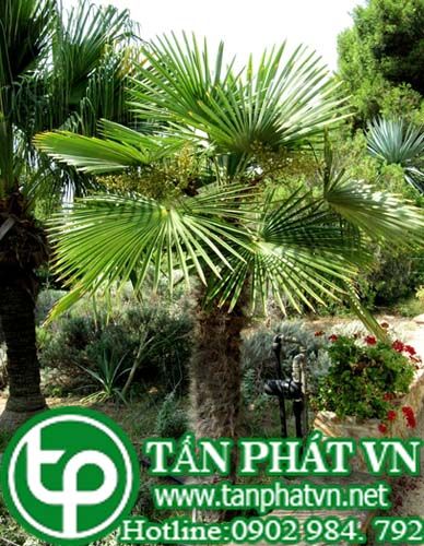 Cọ cảnh dùng để tránh thai,cầm máu, dưỡng huyết, trị nôn ra máu