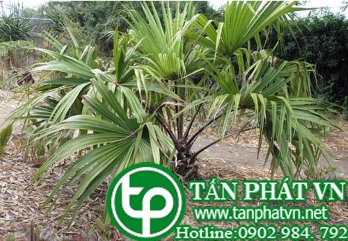 Cọ chữa bạch đới, khí hư