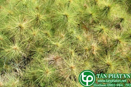 Cỏ chuông lảm cây thuốc lợi tiểu