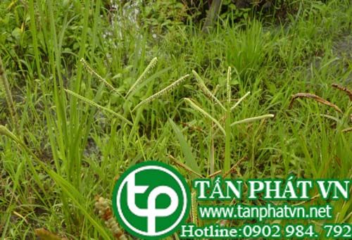 Cỏ đắng làm thức ăn gia súc, trj bọ cạp đốt