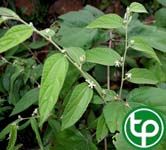 Cò ke lông trị mụn nhọt, ỉa chảy và kiết lỵ
