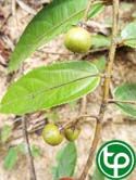 Cò ke quả có lông trị đau dạ dày