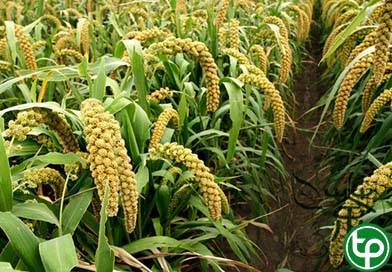 cỏ kê trị bệnh lỵ, chưng rượu,sưng đau cơ