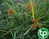 Cỏ ken dùng làm thuốc, làm giấy, củ tinh dầu rất thơm