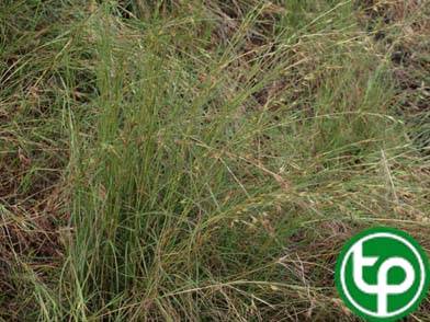 cỏ phao lưới rễ làm bàn chải,làm giấy,lợp nhà