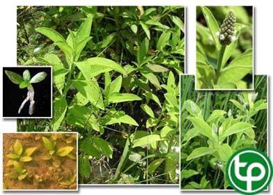Cỏ phổng làm rau nấu ăn, chống rắn độc cắn