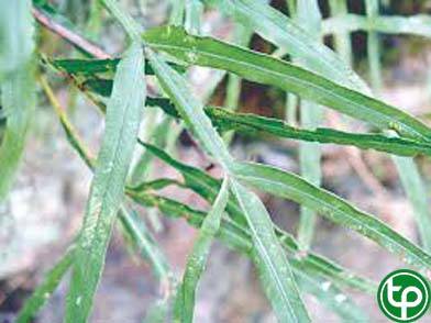 cỏ seo gà trị kiết lỵ, viêm ruột, đinh nhọt,chữa kiết lỵ